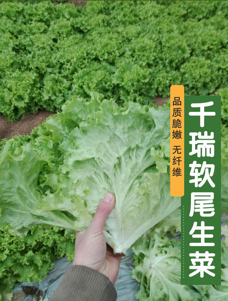 博卉軟尾生菜種子陽臺種植青菜種籽秋季室內菜孑四季水果蔬菜苗生菜籽