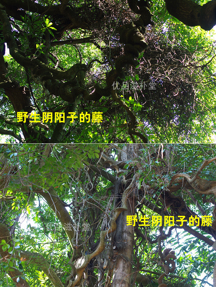 伟博广西精选阴阳子250g500g榼藤子木腰子过江龙果子