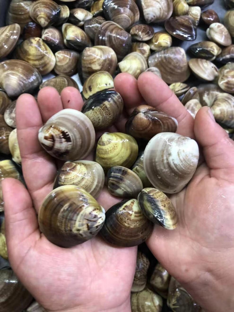 lism鲜活文蛤2-4斤装 蛤蜊花甲文蛤蜊文蛤新鲜无沙贝类海鲜水产 顺丰