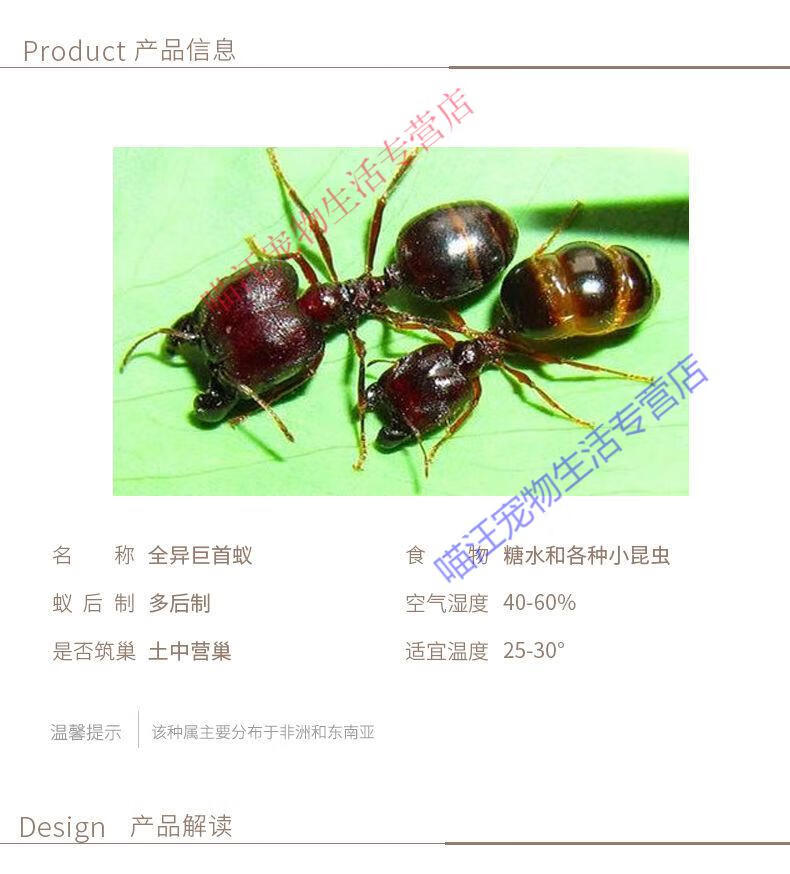 瑾伦全异巨首蚁盲切叶蚁特化兵蚁宠物产卵蚁后活体活物繁殖好养大型 2