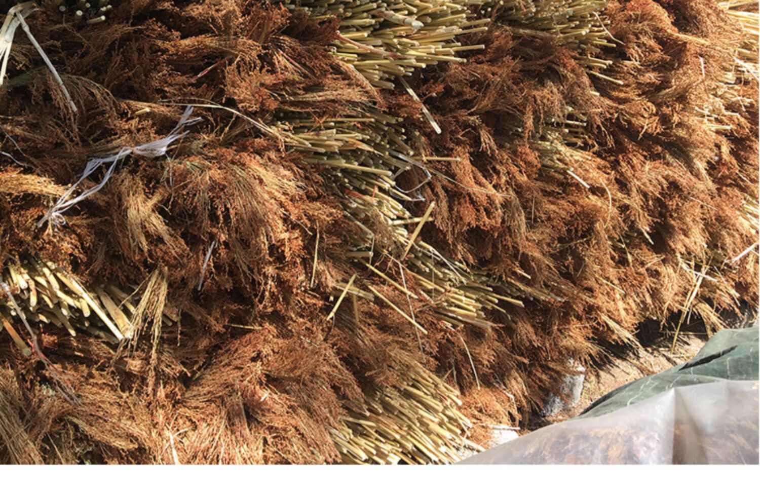 扫把家用纯手工红高粱做的小扫把单位学校加厚扫地扫帚苗 12号升级款