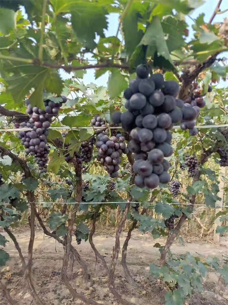 葡萄樹苖庭院陽光玫瑰巨峰金手指藍寶石爬藤南方北方種植耐寒大葡萄苗