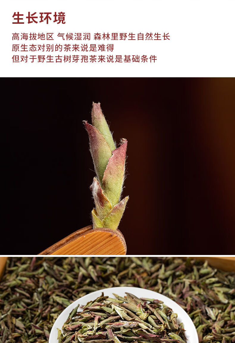 云南紫芽孢茶2022年春茶紫芽苞茶古树芽孢生茶散茶紫芽孢500克一斤装