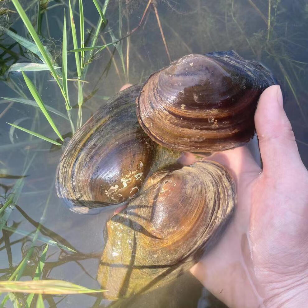 超大活体河蚌贝壳水族可观赏食用鳑鲏繁殖淡水河蚌苗鱼缸净化水质10