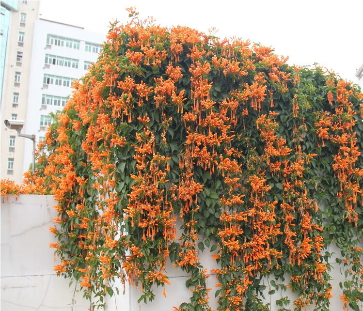 漢檸攀爬植物油麻藤紫藤炮仗花苗攀援花卉紅爆竹花圍牆花庭院閣樓程伊