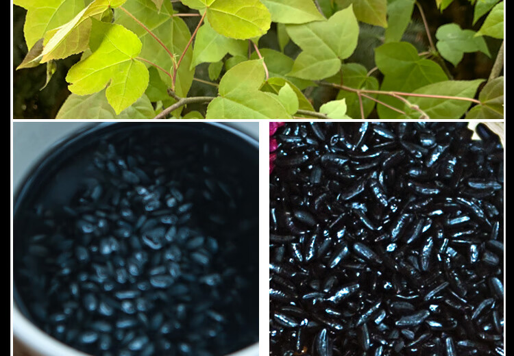 fghgf 广西特产五色糯米饭花米饭天然植物染料红紫蓝草五彩米橙紫黄黑