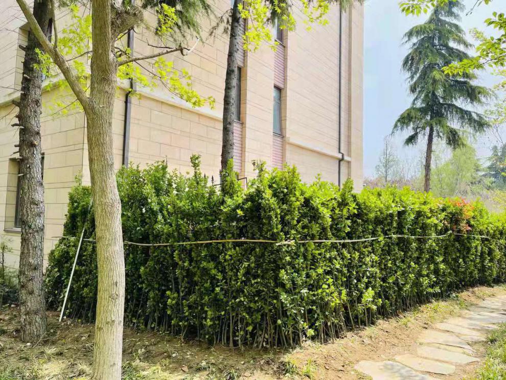 围墙篱笆植物大叶北海道黄杨苗冬青树苗四季常青耐寒庭院绿篱树苗7080