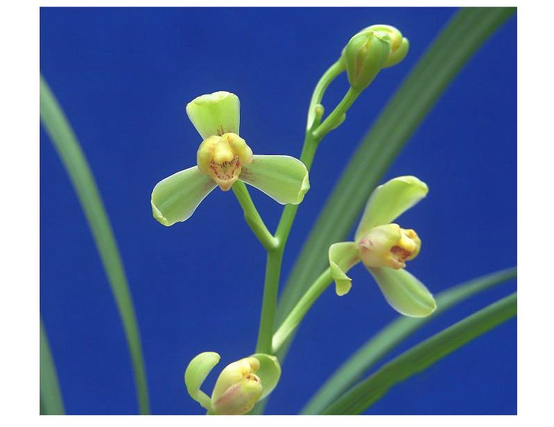 华香园兰花 一品梅 盖梅 建兰八大名品之一 浓香型 不带花苞办公室内