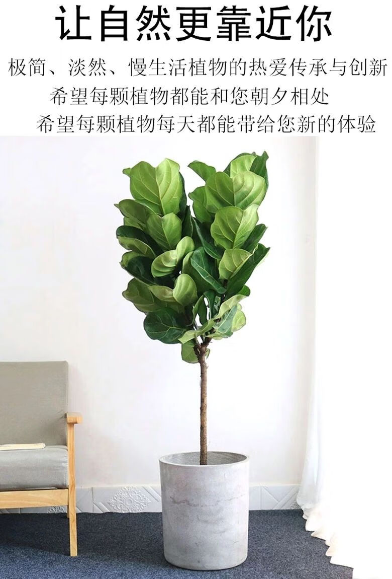 琴叶榕老桩棒棒糖形大叶绿植物室内客厅办公室大型净化空气嘉瑰粗干琴