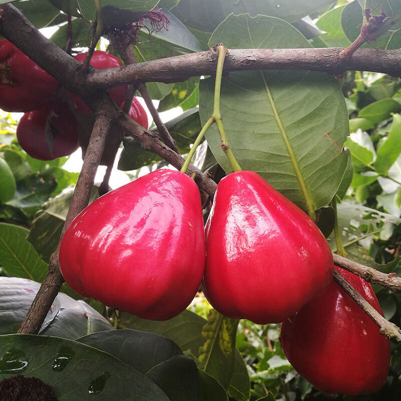 【现摘】海南莲雾果5斤特产水果新鲜热带大叶连雾当季批发1斤 3斤