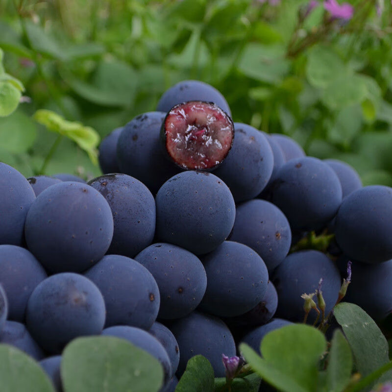 现摘云南建水蒙自夏黑葡萄黑提新鲜水果产地直发 2斤整串装【图片