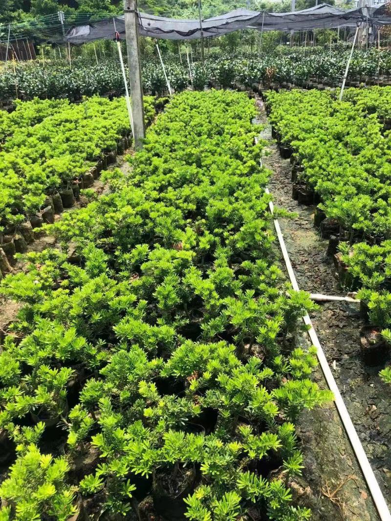 正宗金钻罗汉松造型盆栽四季常青绿植观赏植物庭院阳台易养 金钻