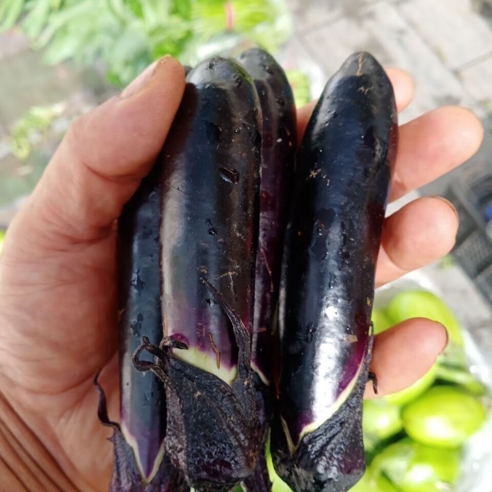 东北紫把小茄子生吃小茄子新鲜农家自种新鲜蔬菜蒜茄子 3斤【图片
