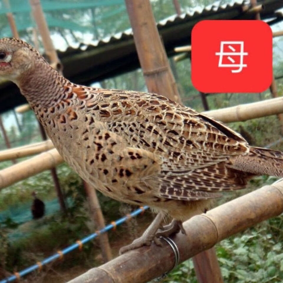 一斤山鸡家养七彩山鸡包活到家活体母山鸡下蛋孔雀蓝七彩山鸡散养 2公