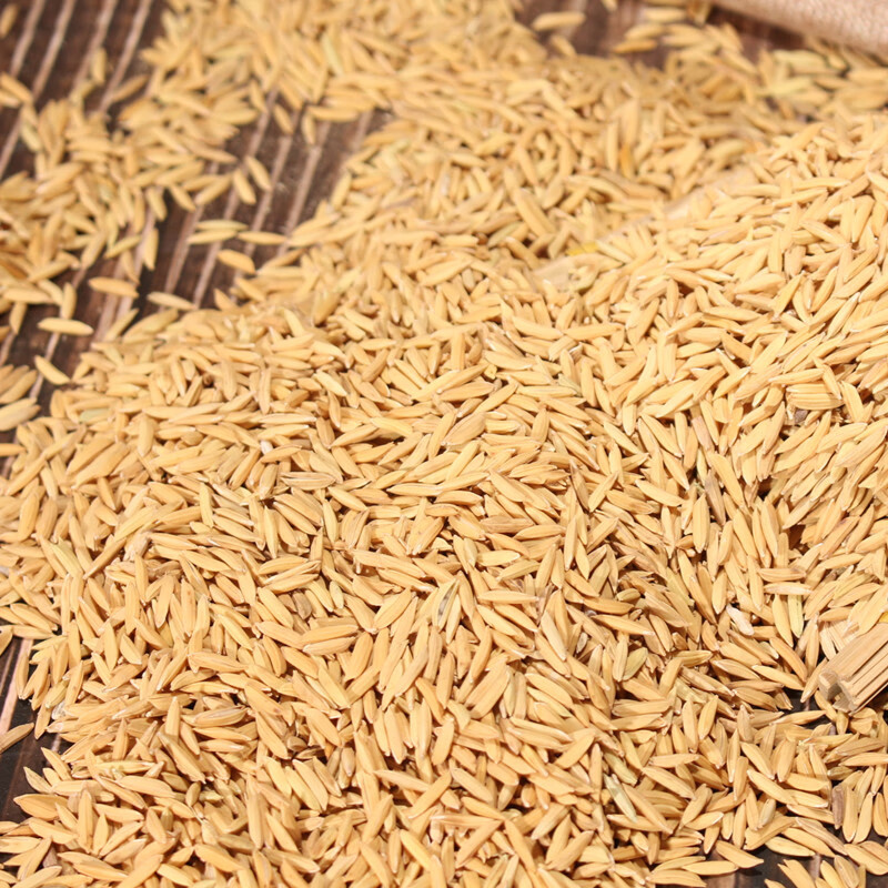 丝苗米稻谷2020年香米晚谷带壳稻子农家种植新鲜自碾米水稻谷1吨