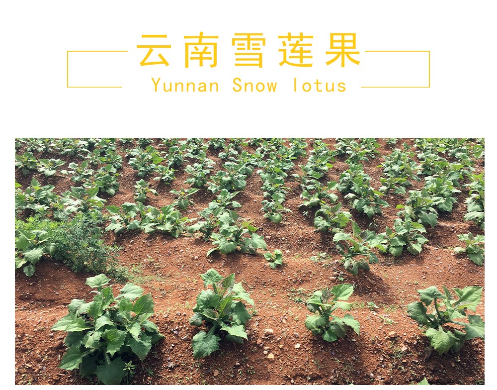 75920-云南天山雪莲果 高原新鲜应季红沙泥红心水果黄心雪连果 带箱10斤装(净重9斤)-详情图