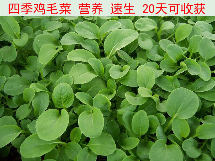 春夏季菜种上海青种子四季鸡毛菜种子阳台苏州青菜籽小白菜种籽孑精选