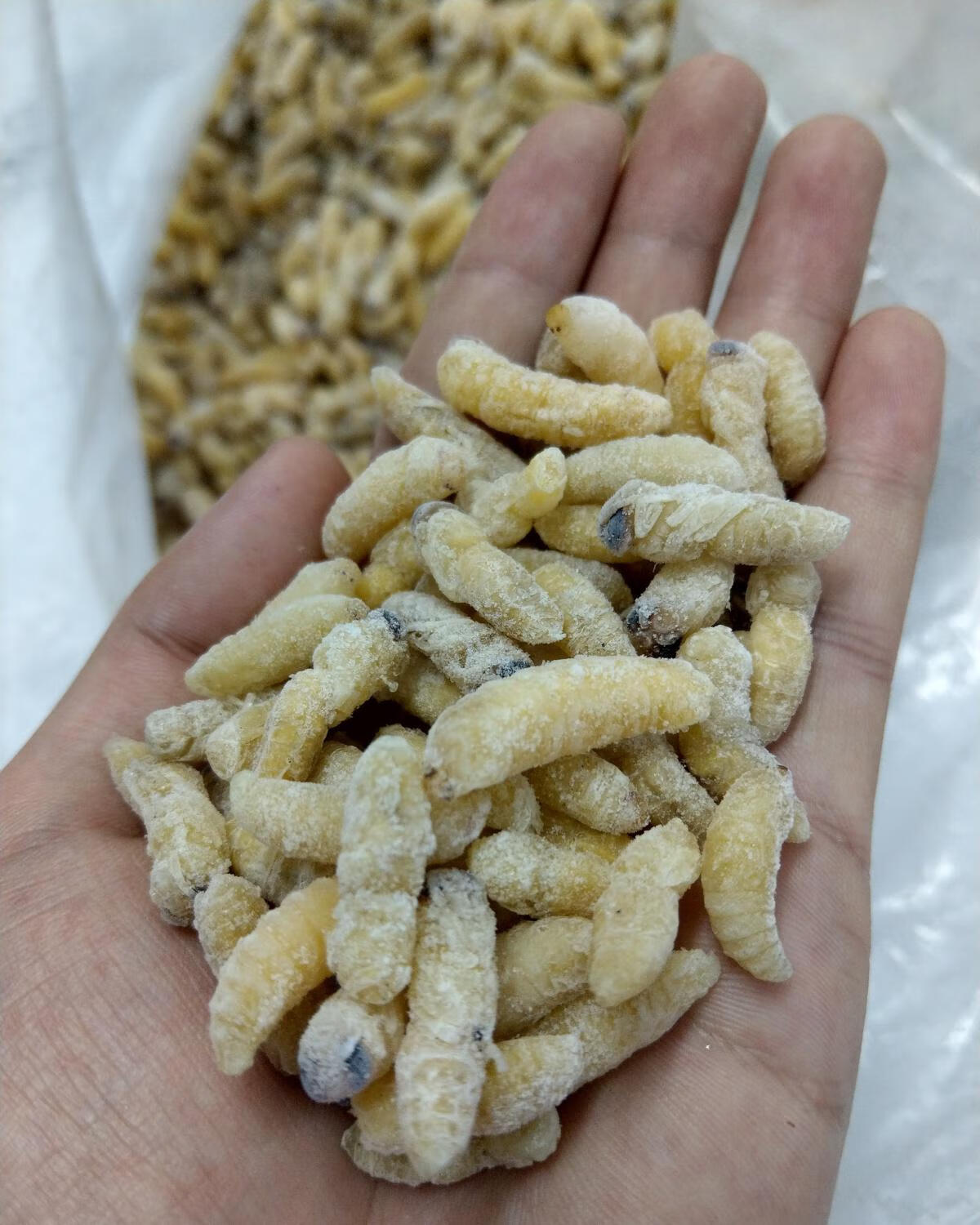 精选新鲜冰冻蜂蛹马蜂胡蜂地蜂虎头食用优质白蛹混装大个头野生货 1斤