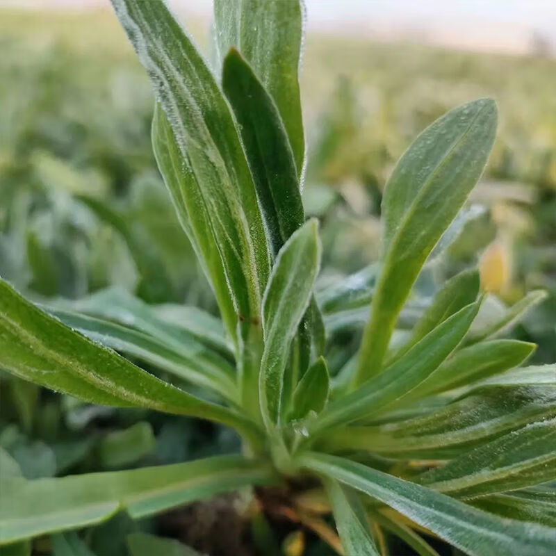 叶子像柳叶的野菜图片