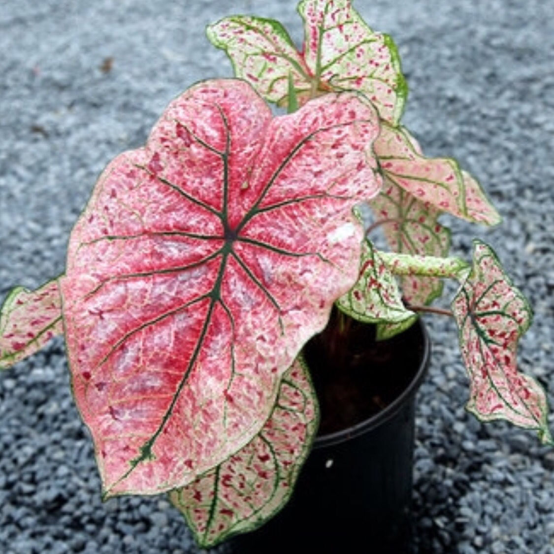 磐阙 上新泰国稀有热带观叶植物彩叶芋美人斑五彩芋室内盆栽植物净化