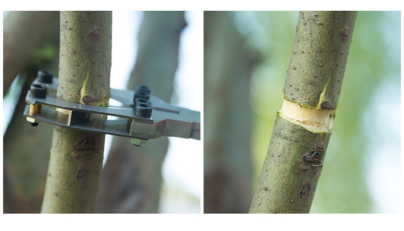 多瑙梦果树环枝剪环剥钳剥剪工具葡萄枣树枝环割刀剥树皮刀园艺剪刀