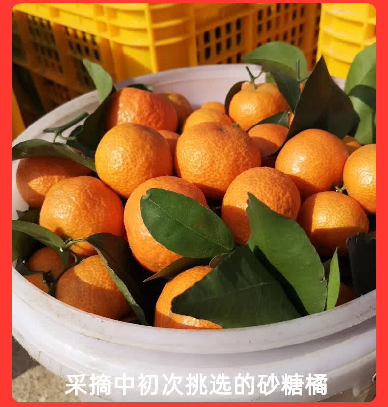 广西砂糖橘子整箱应季水果新鲜当季沙糖桔蜜桔甜桔子柑橘超甜3斤实惠