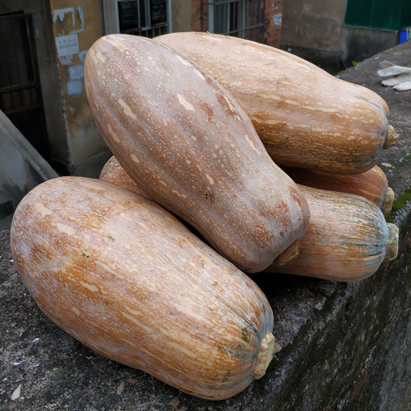 2021新鲜自然熟老南瓜黄皮粉糯甜孕妇宝宝辅食农家蔬菜老品种南瓜老