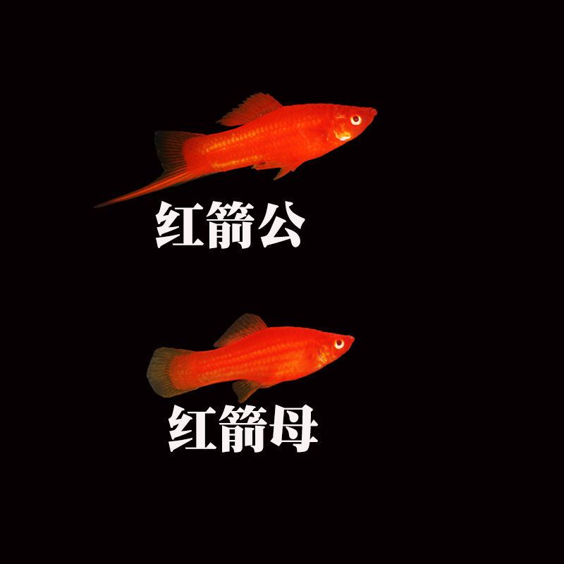 红箭鱼招财鱼红米奇胎生鱼小型观赏热带红剑鱼好养耐活孔雀鱼 红 黄
