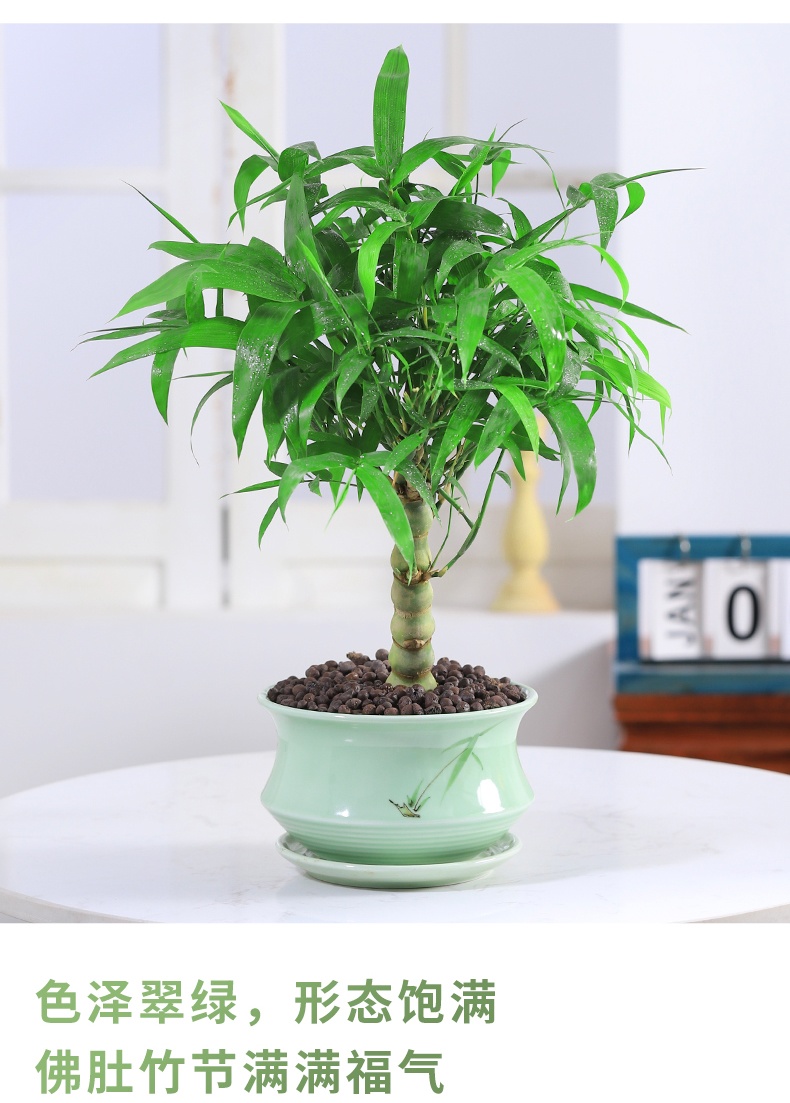 黎秋科罗汉竹老桩四季常青植物办公室内客厅矮化盆景花卉绿植四年