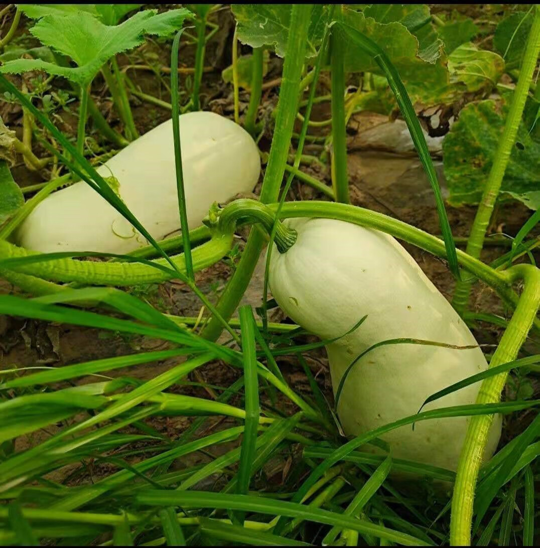 媚调白南瓜新鲜现摘白吊瓜白玉瓜4斤-9斤南瓜北瓜笋瓜干瓜包子饺子馅