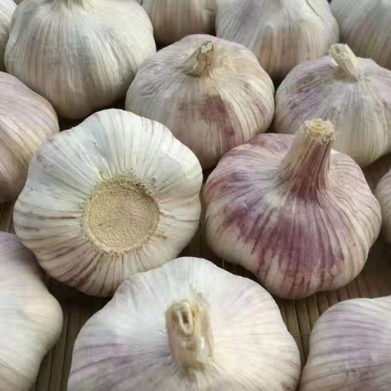 新紫皮干蒜大蒜头批发5斤山东紫皮大蒜干蒜2/10斤 5斤精选超大果