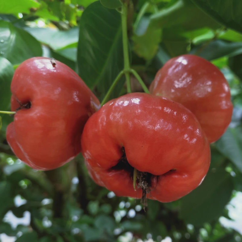 【现摘】海南莲雾果5斤特产水果新鲜热带大叶连雾当季批发1斤 3斤