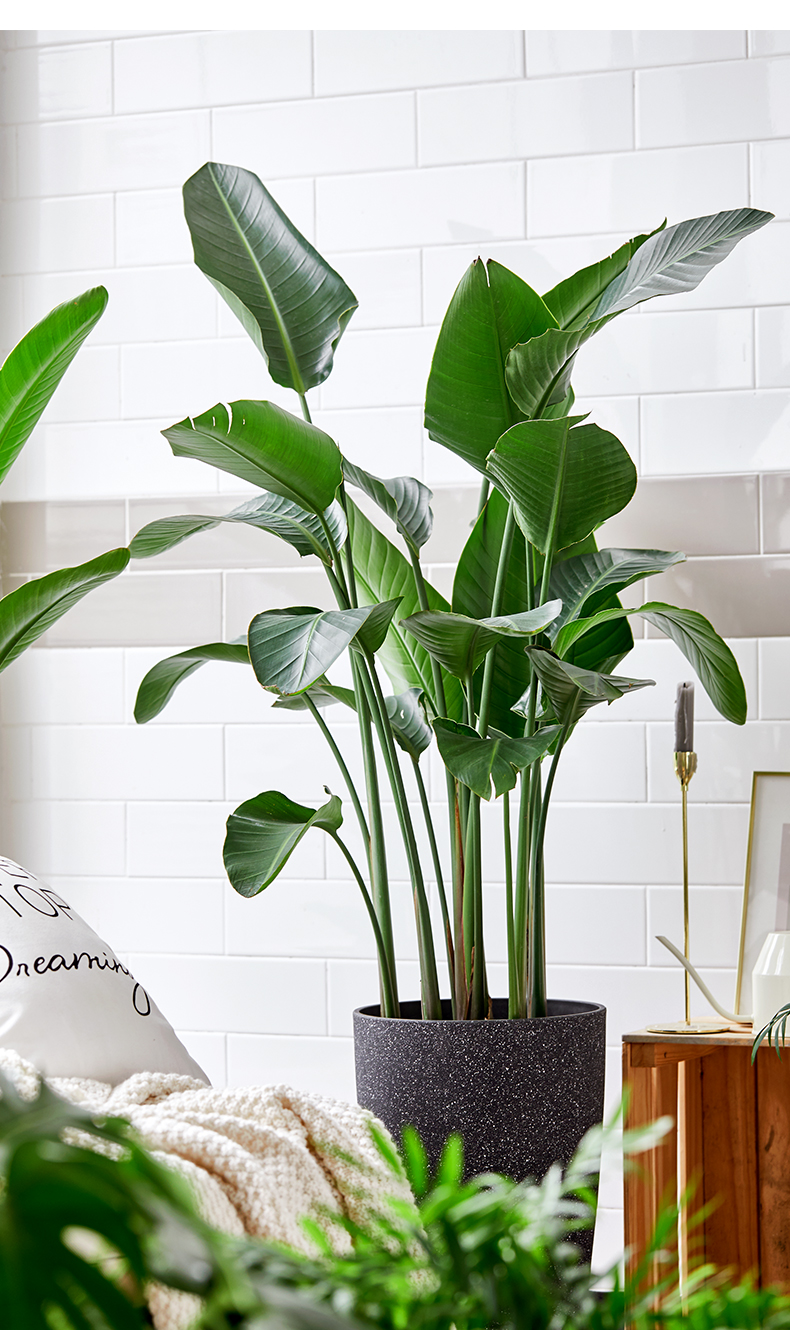 嘉瑰天堂鸟大型绿植办公室大厅植物北欧鹤望兰四季常青盆栽定制白色星