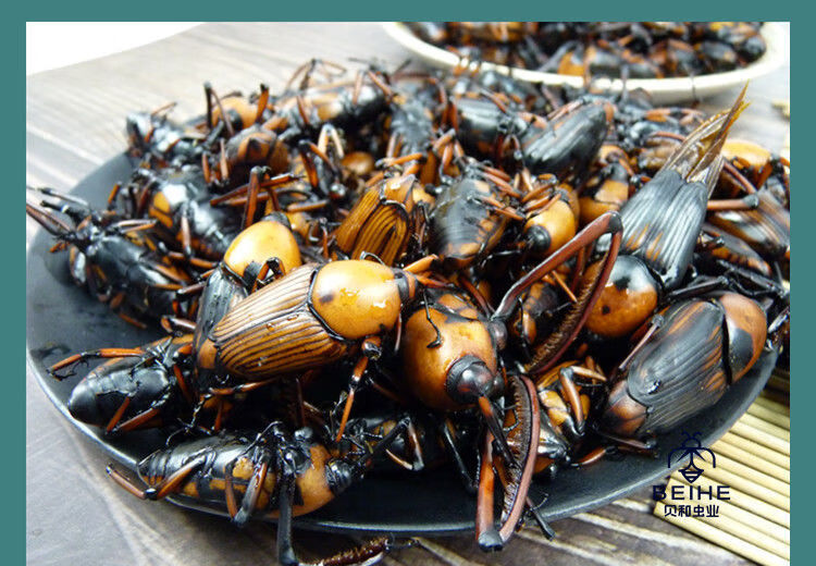 伟博新鲜冷冻竹象虫竹笋虫竹蜂象鼻虫大象虫食用昆虫 一斤新鲜竹象虫