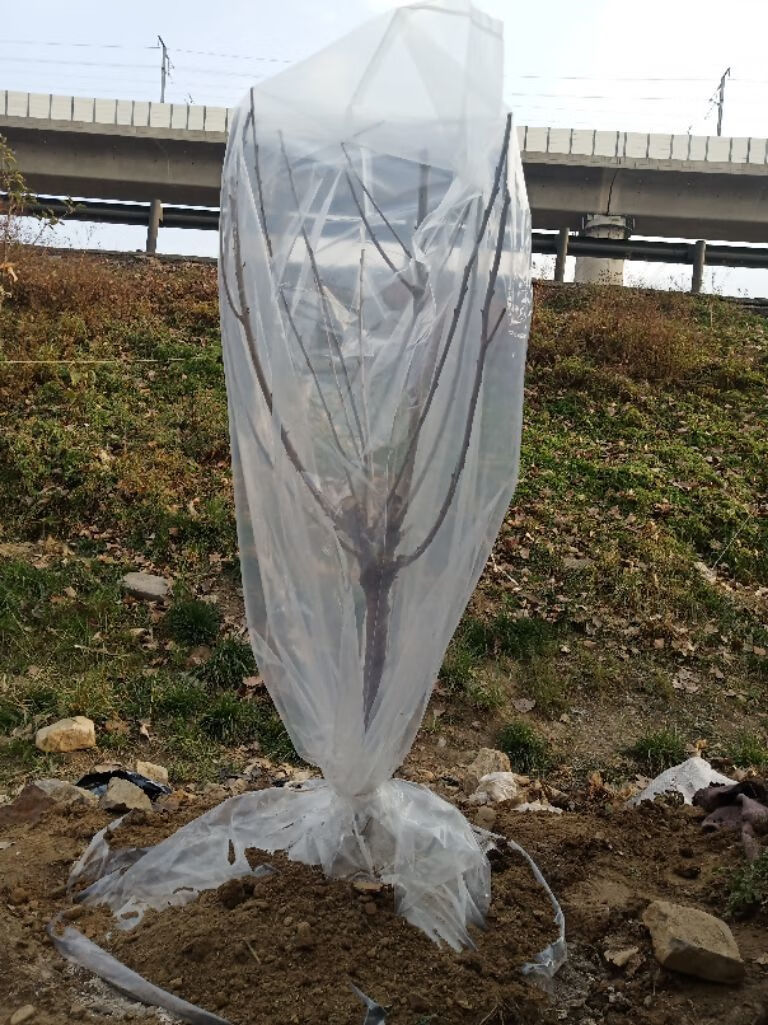 保暖绿化花卉盆栽保温罩塑料袋膜新品袋宽60160cm高加厚款南方可用1个