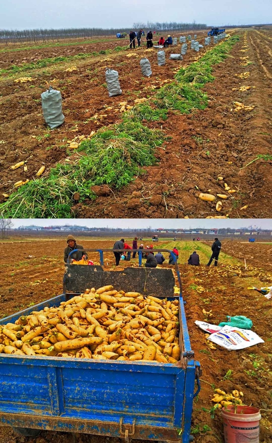 更多参数>>原产地:北京品种:胡萝卜货号:080808商品毛重:1.