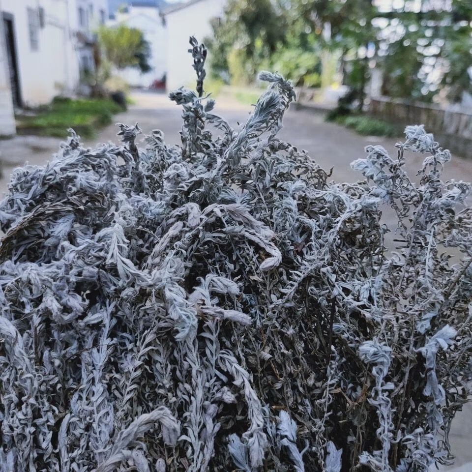 伟博鹿茸草中药材 整棵鹿茸草 千重塔 千年艾 白龙骨 六月霜500g 500g