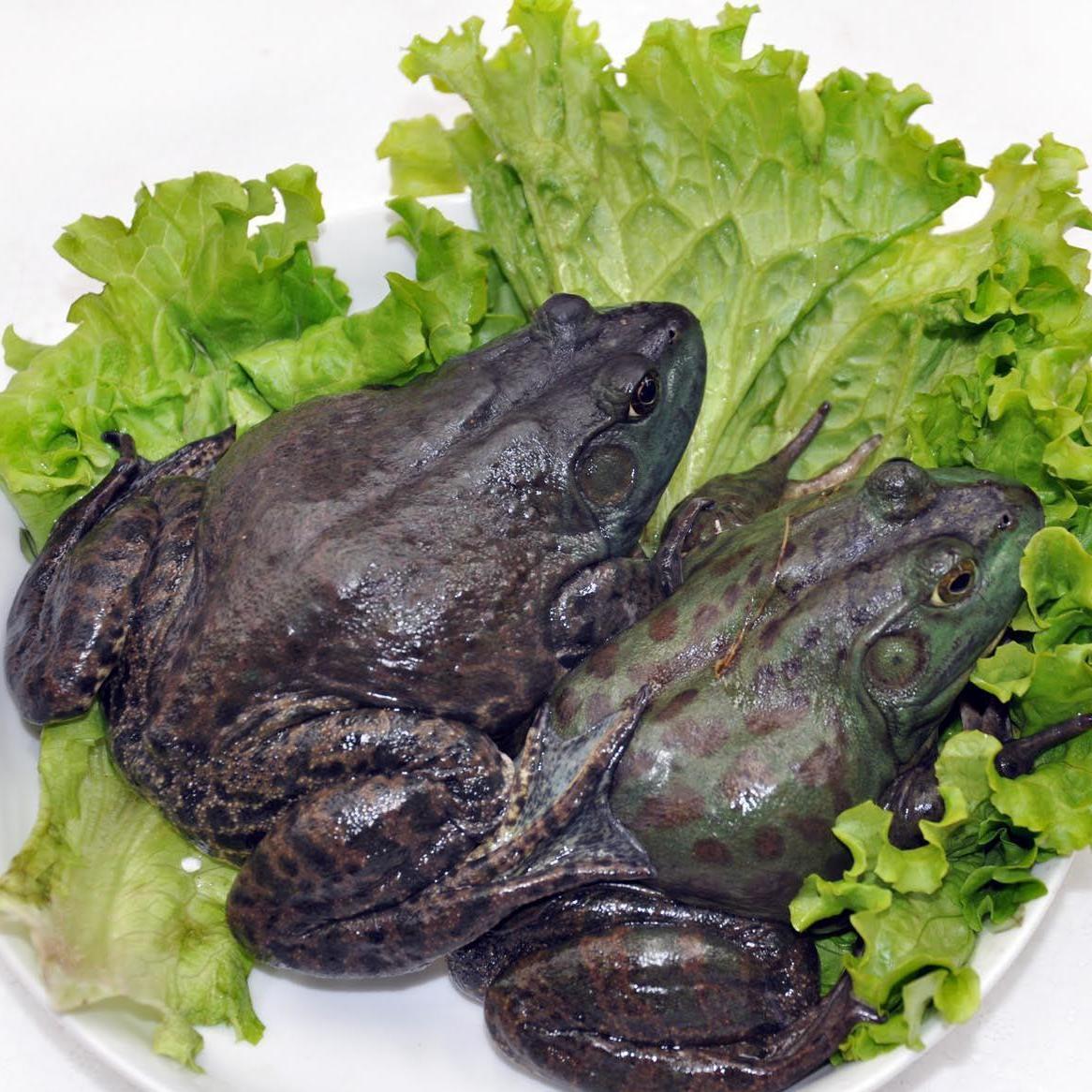 伟博鲜活牛蛙新鲜活体牛蛙肉现杀田鸡肉青蛙肉整只牛蛙火锅食材批发