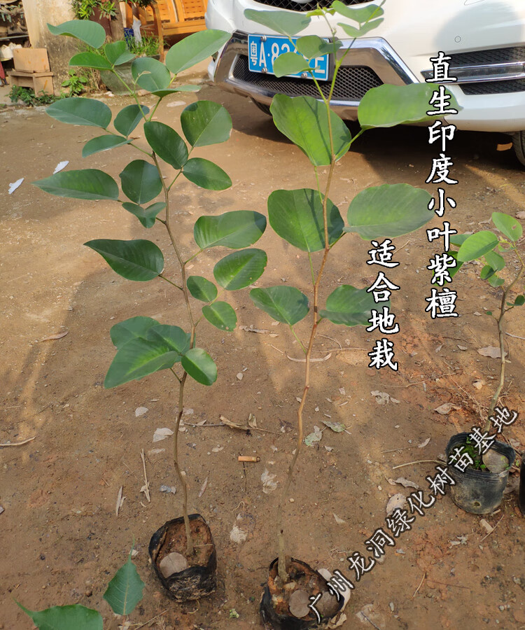 檀香紫檀树苗识别图解图片