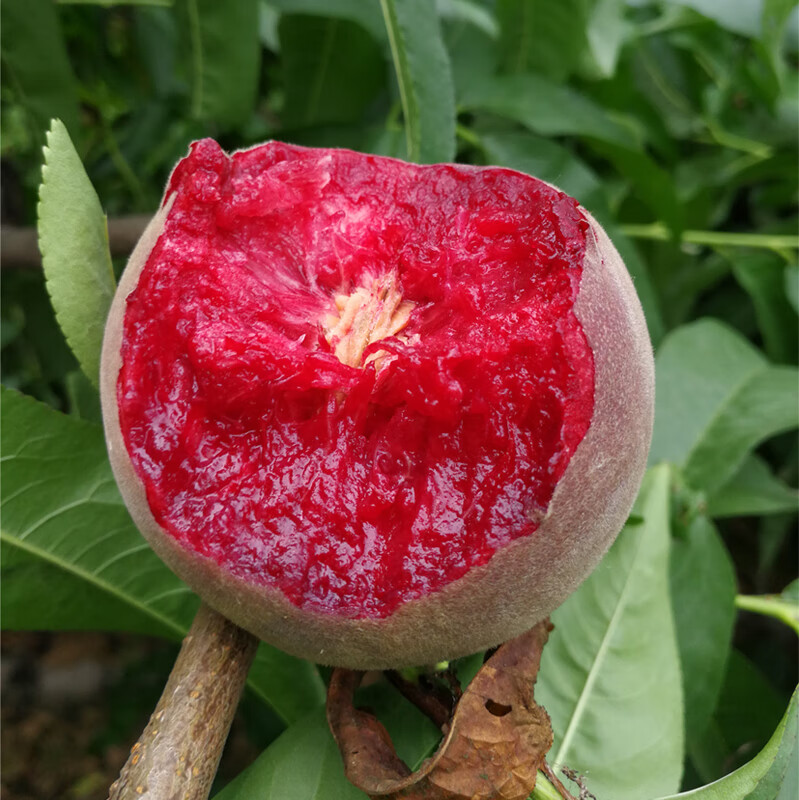 现摘血桃5斤水果新鲜整箱当季稀有品种桃子胭脂红毛桃孕妇水蜜桃5000g