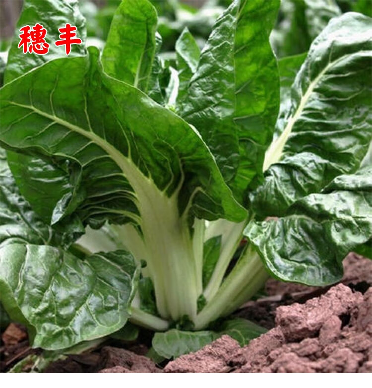 白梗大叶牛皮菜种子蔬菜种孑菜园盆栽种植春夏秋四季厚皮青菜种籽 红