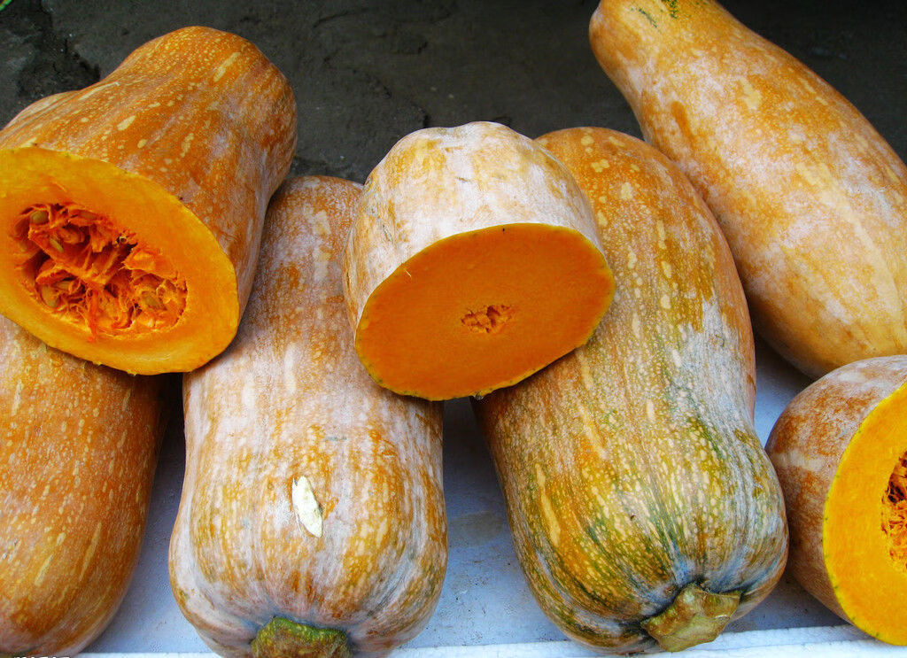 现摘农家自种老南瓜粉糯香甜黄南瓜宝宝辅食南瓜新鲜南瓜 老南瓜(净