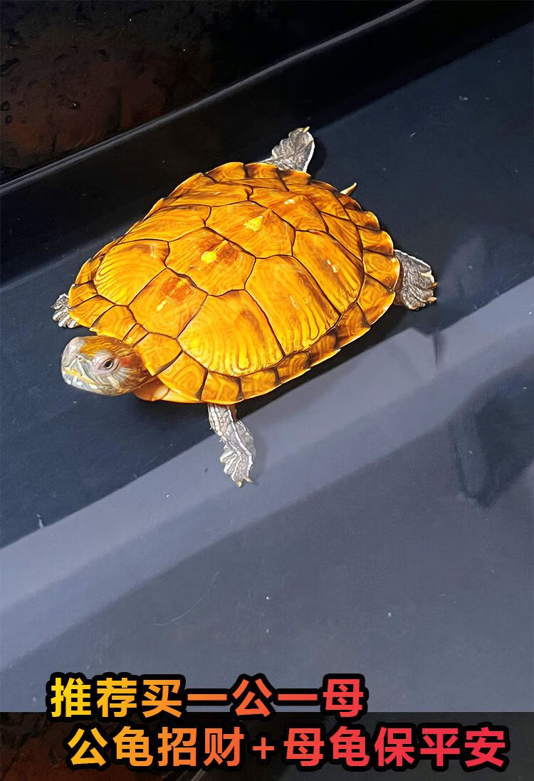 黄金招财龟招 财金钱观赏龟稀有宠物小乌龟活物吃菜