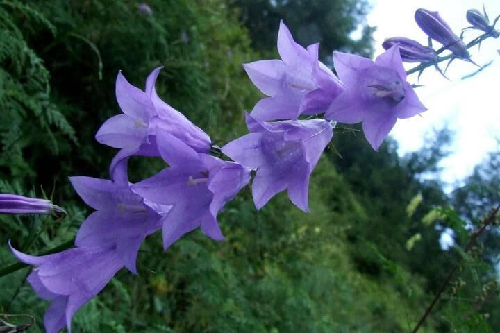 伟博沙参白马肉东北山胡萝卜山地瓜沙参切片轮叶党参大个沙参细磨沙参