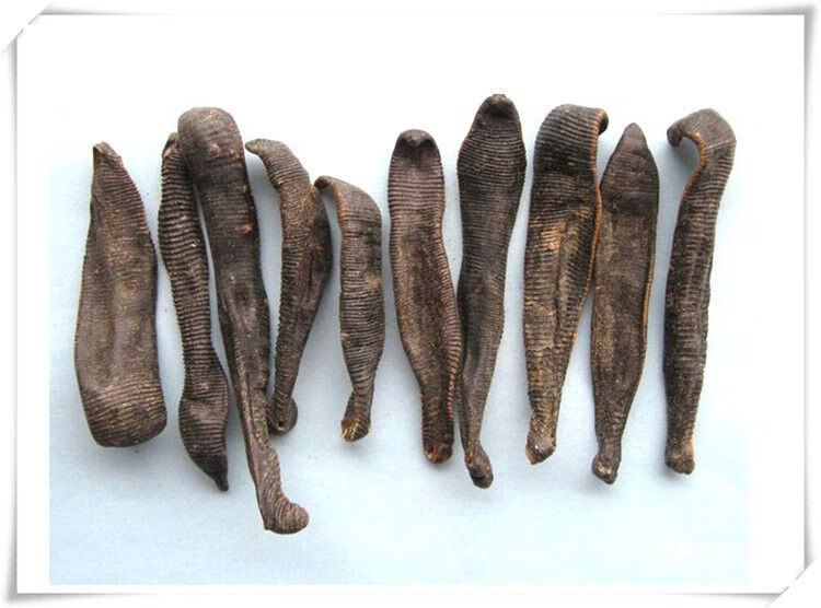 伟博蚂蝗干水蛭250g也生水蛭蚂蟥清水吊干另外金边水蛭