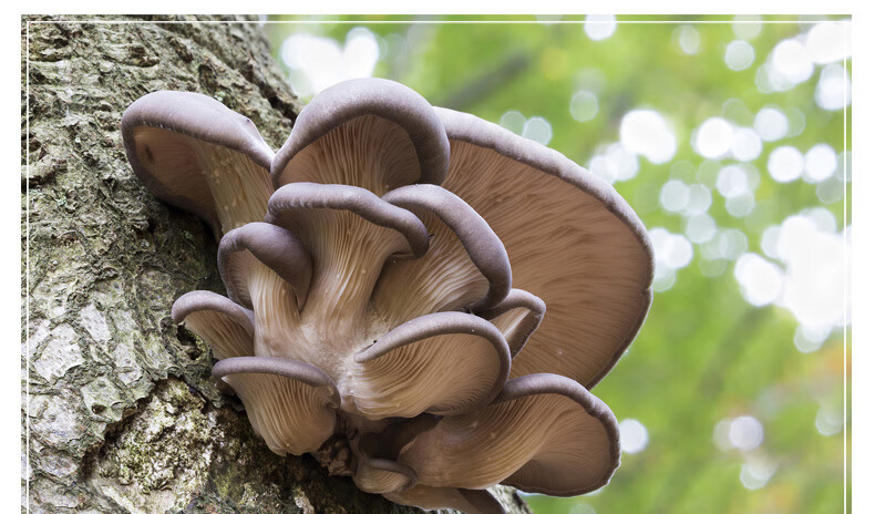 鲜香遇野生平菇干货秀珍菇侧耳整朵完整脆嫩肉质鲜嫩煲汤鲜美炖煮烧烤