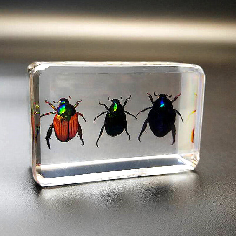 浅灰色 苹绿唇花金龟【图片 价格 品牌 报价】-京东