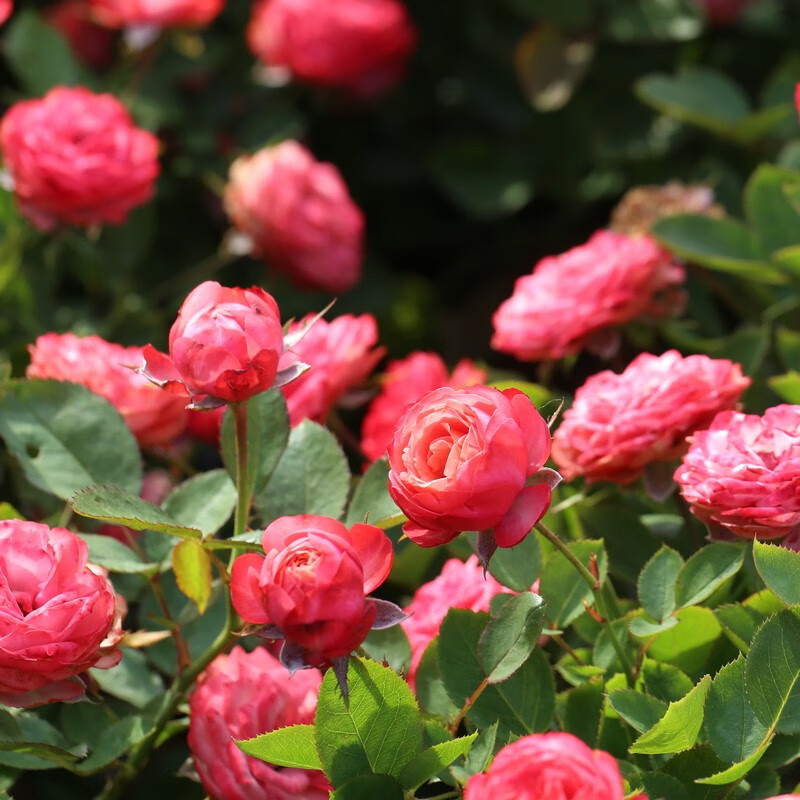 阳台灌木月季大花浓香微型月季庭院花卉绿植包子花蕾多头丰华玫瑰盆栽