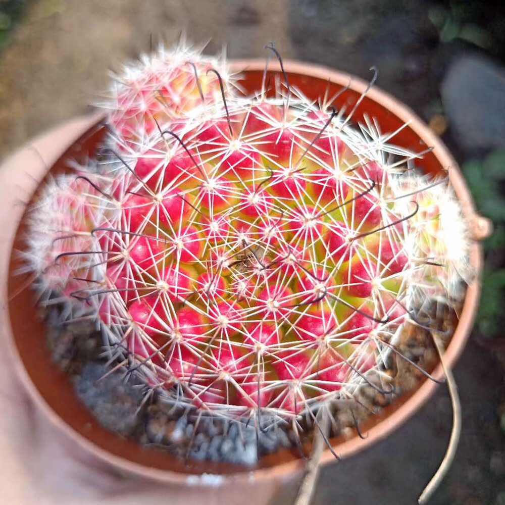 红娜丸仙人球红色自根仙人掌类植物多肉花卉小盆栽t5红娜丸带柱高2636