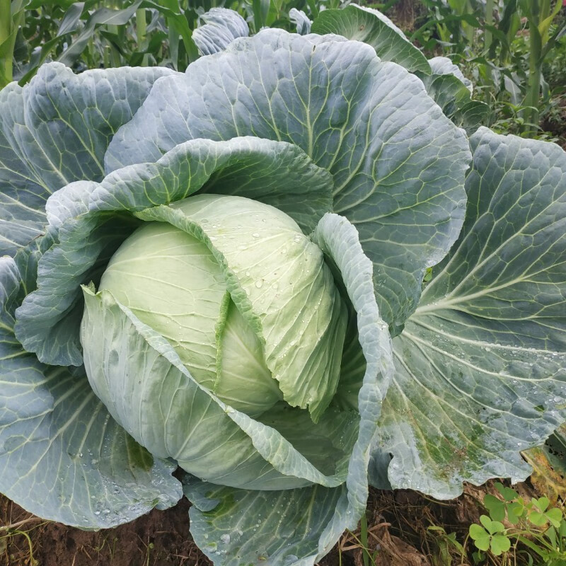 重庆莲花白农家种植包菜圆白菜包心菜甘蓝新鲜蔬菜卷心菜5斤 2500g